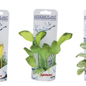 WONDER PLANT SERIES A 12-13 cm