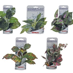 WONDER PLANT SERIES B 15-18 cm