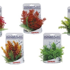 WONDER PLANT SERIES C 15-18 cm
