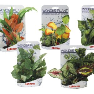 WONDER PLANT SERIES E 15-25 cm
