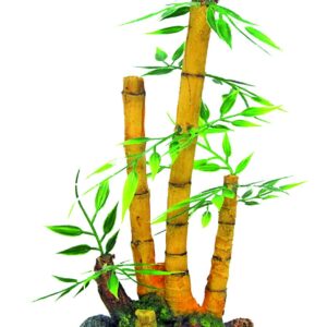 JAPAN BAMBOO PLANTE