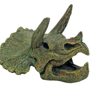 CRÂNE TRICERATOPS