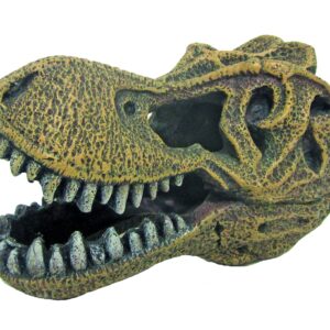 CRÂNE TYRANNOSAURUS