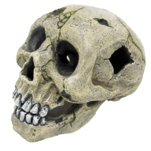 CRANE HUMAIN AVEC TROU