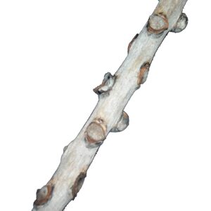 ROC AVEC GEMS 100x2x2 cm