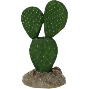 Mexican Elder Cactus