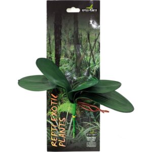 Repti Exotic Plant