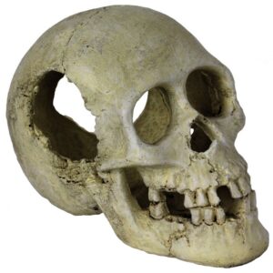 Sleeping Hollow Skull