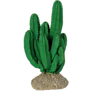 Ironwood Cactus