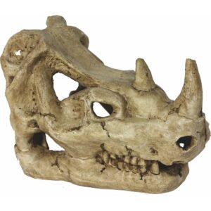 Rhinoceros Skull