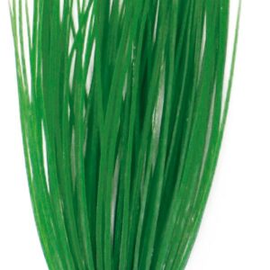 PLANT CLASSIC ACORUS