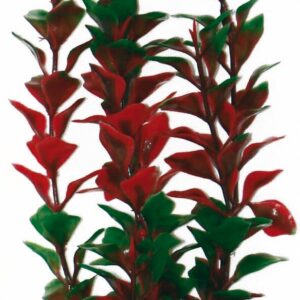 PLANT CLASSIC LUDWIGIA