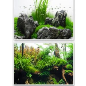 FOND DOUBLE AMAZONIA BLISTER