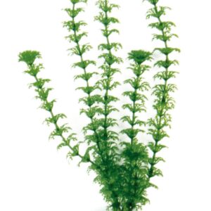 PLANT CLASSIC CABOMBA