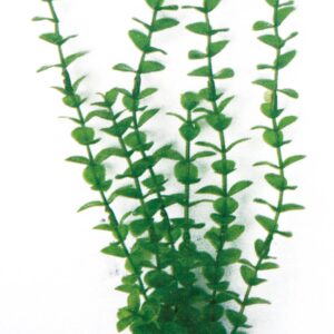 PLANT CLASSIC ROTALA *