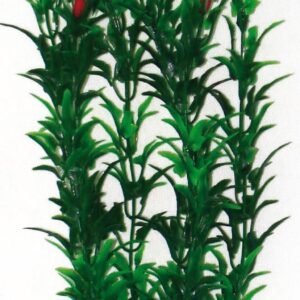 PLANT CLASSIC EGERIA FLOWERS BICOLOUR