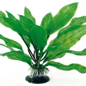 PLANT CLASSIC ECHINODORUS