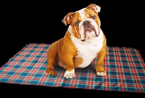 BLANKET TARTAN 70x50 cm MIX.COL.