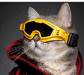 SKI GLASSESHORIZON YELLOW