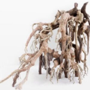 Souche ORIENTAL WIND 1