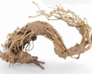 Souche ORIENTAL WIND 2 SM 22x10x15