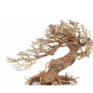 Souche ORIENTAL WIND 3