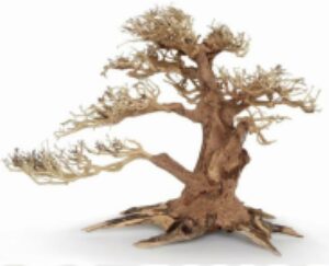 Souche ORIENTAL WIND 4