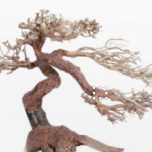 Souche ORIENTAL WIND 5