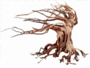 Souche ORIENTAL WIND 6