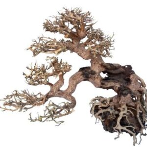 Souche ORIENTAL WIND 7