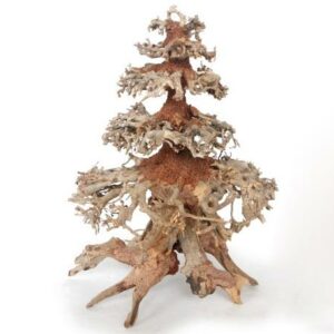 Souche ORIENTAL WIND 8 MD