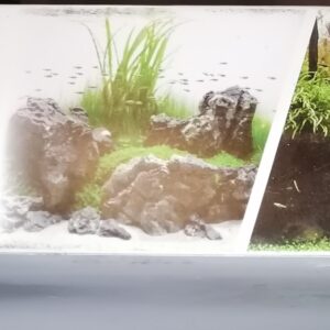 DOUBLE BACKGROUND AMAZONIA cm45X15m