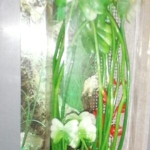 PLANT CLASSIC HYDROCOTYLE LG
