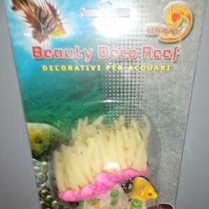 BEAUTY SEA ANEMONE C/PESCE