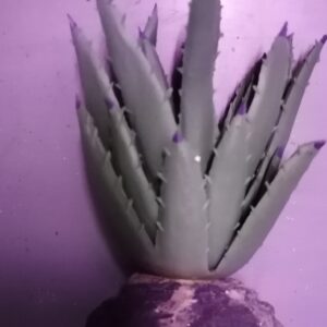 Namiba Dudleya Agave, on Rock Base12 cm, small