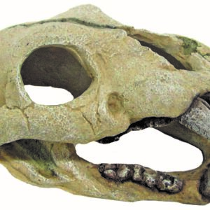 JAGUAR SKULL