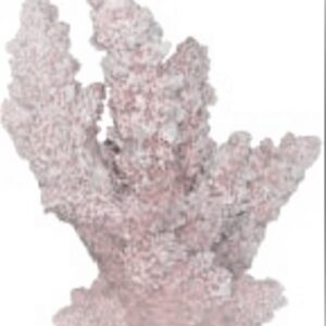 BEAUTY SOFT CORAL 4