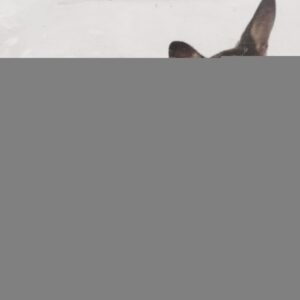 SWEATER 2010 GRANDPA CM.45