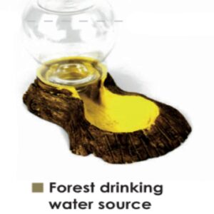 Forest drinking water source