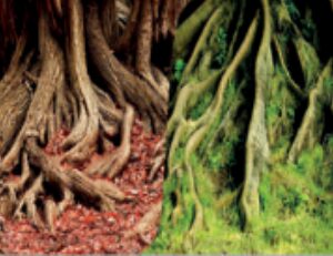 Amazonian Tree Roots Terrarium Poster 2 sides 1 roll of 15