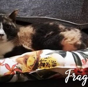 Coussin oval FRAGRANCE