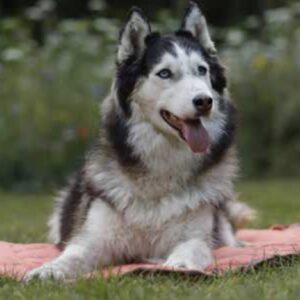 CARPET VOYAGE120X80 cm