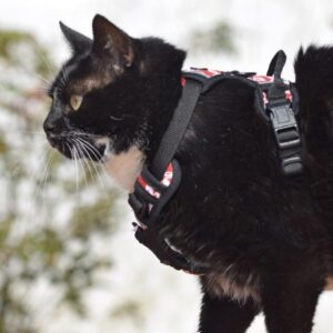 HARNAIS RANDO CHAT MONOI BORDEAUX