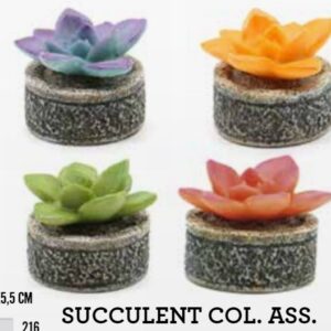 AMTRA DEKO SUCCULENT MIX.COL.